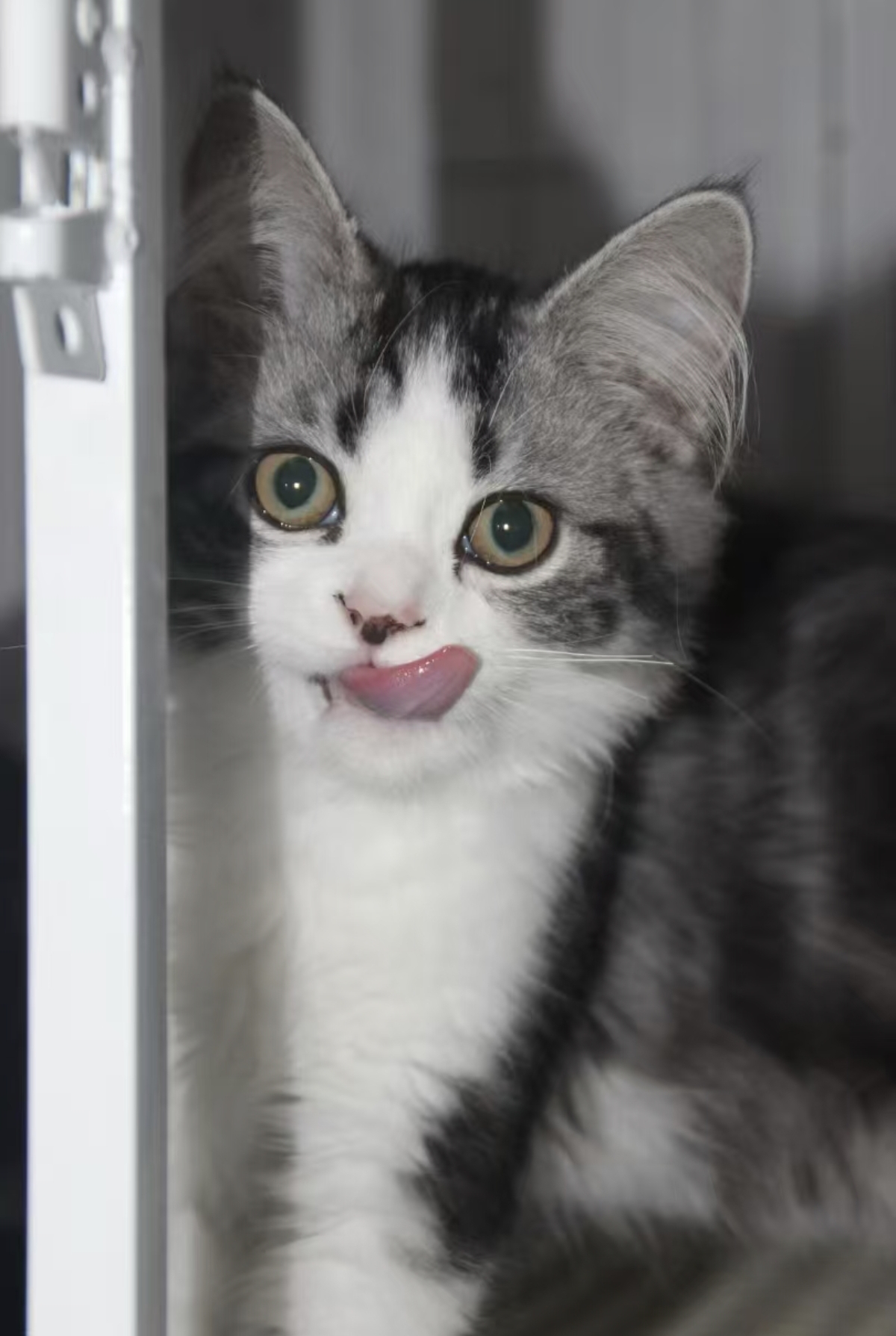 美短起司妹妹 活泼可爱 正开脸 性格粘人活泼